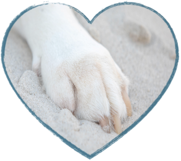 30 Stück Hundekrawatten Mit Pfotenmuster – Verstellbare Fliegen Für Kleine, Mittlere & Große Hunde